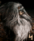 Wolf Lord