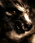 Werewolf